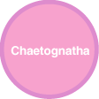 Chaetognatha