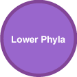 Lower Phyla