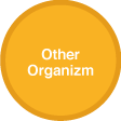 OtherOrganizm