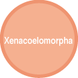 Xenacoelomorpha